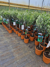 Load image into Gallery viewer, Olea (Olive Tree)