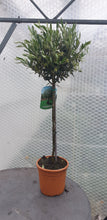 Load image into Gallery viewer, Olea (Olive Tree)