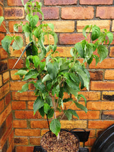 Load image into Gallery viewer, Cornus Kousa Miss Satomi