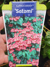 Load image into Gallery viewer, Cornus Kousa Miss Satomi