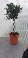 Load image into Gallery viewer, Laurus Nobilis spiral stem (Bay Tree)
