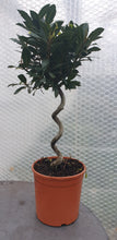 Load image into Gallery viewer, Laurus Nobilis, Standard bay tree
