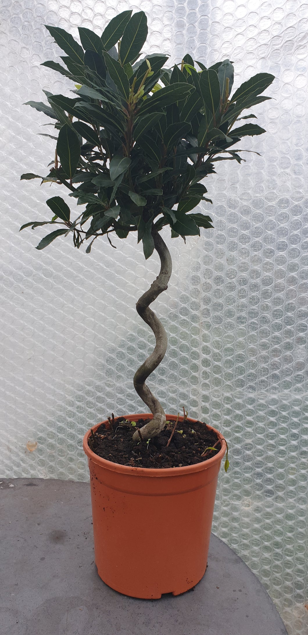 Laurus Nobilis, Standard bay tree