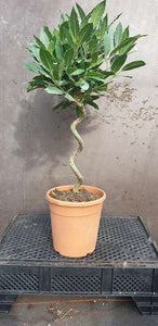 Laurus Nobilis spiral stem (Bay Tree)