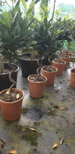 Load image into Gallery viewer, Laurus Nobilis, Standard bay tree
