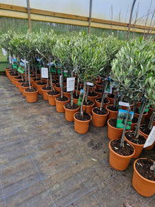 Olea (Olive Tree)