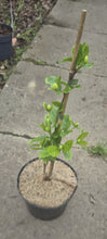 Load image into Gallery viewer, Calycanthus Venus

