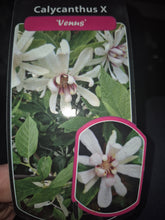 Load image into Gallery viewer, Calycanthus Venus
