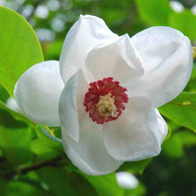 Load image into Gallery viewer, Magnolia Sieboldii

