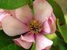 Load image into Gallery viewer, Magnolia Fairy Magnolia Blush
