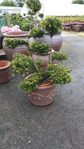 Ilex crenata cloud tree (Collection or local delivery only)