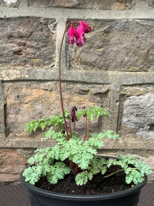 Dicentra - King of Hearts