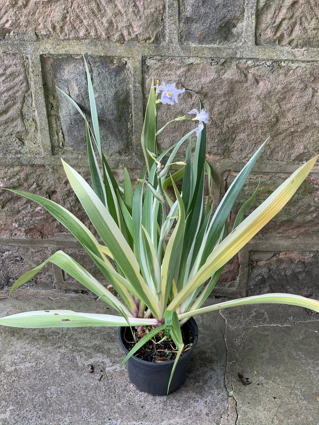 Iris Tectorum Japonica